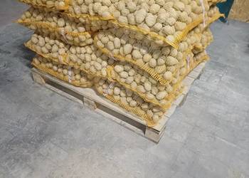 Drobny ziemniak 30 50 soraya belarosa