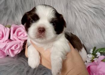 Piękna biało czekoladowa suczka rasy Shih-Tzu