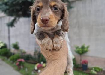 Jamnik długowłosy Piebald Choco Czekoladowy