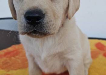 Labrador retriever Zkwp FCI