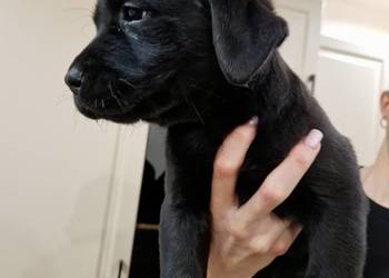 Labrador Retriever suczka gotowa do odbioru