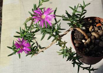 Trichodiadema bulbosum kwitnie oryginalny sukulent tworzy kaudeks