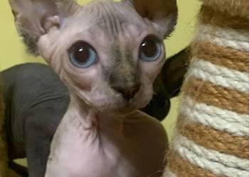 Sfinks Kanadyjski. Rezerwacja kotki.