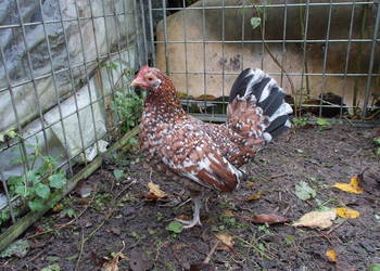 Kury miniaturki - piękna para nakrapiana