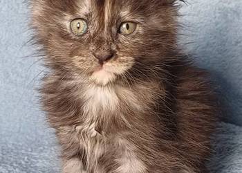 Maine Coon kotka rodowód FPL