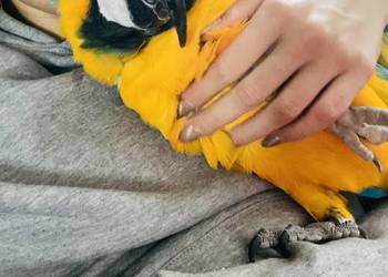 Ara Ararauna pupil dokumenty