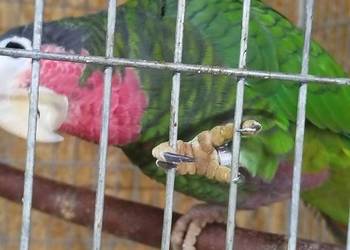 Amazonka kubańska para