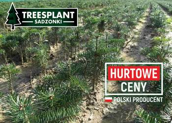 Sadzonki Jodła Kaukaska 2/1 do 20 cm / srebrny pospolity
