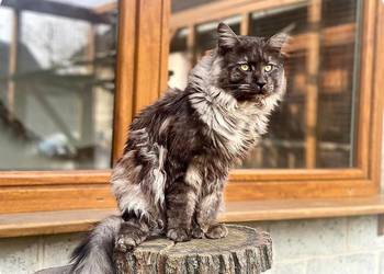 Maine Coon Kocur Czarny Dymny WCF