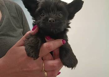 York Terrier Mini