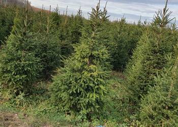 Choinki świąteczne hurt