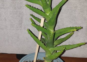 Aloes, zielony, roślina rosnąca, wysokość 33cm,