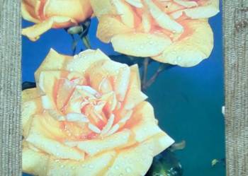 TRZY RÓŻE - FOT. ZAWADZKI