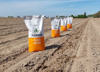 Nasiona kukurydzy Pioneer P9255 FAO Z260 K 270 AQUAmax Nasiona kukurydzy Pioneer P9255 FAO Z260 K 270 AQUAmax