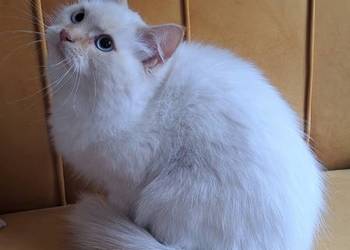 Kocur kremowy neva masquerade kot syberyjski