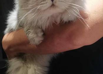 Reproduktor Brytyjski długowłosy FPL