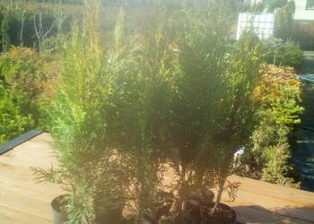 Tuja szmaragd tuje thuja smaragd szmaragdowa