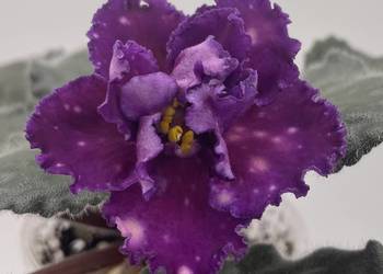 Fiołek afrykański kwitnąca sadzonka Dn-Zori Zapalali