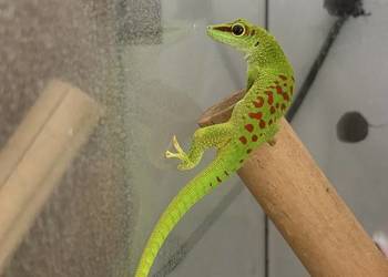 Felsuma Madagaskarska Phelsuma