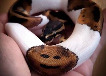 Wąż Pyton królewski Piebald Pied SMILE cb21 samczyk