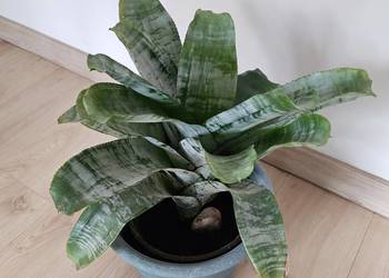 Echmea Aechmea roślina anasowata doniczkowa  średnica 40cm