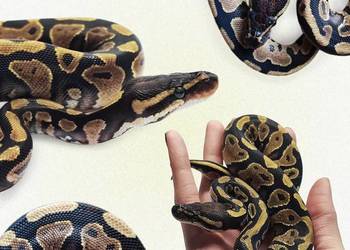 Wąż Pyton Królewski Regius Warszawa