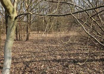 Działka grunty rolne