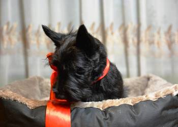 Terrier Szkocki, rasowa suczka 4m-ce dla rodziny,  ZKwP FCI
