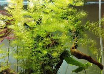 Roslinki akwariowe,rośliny akwarium, rogatek sztywny