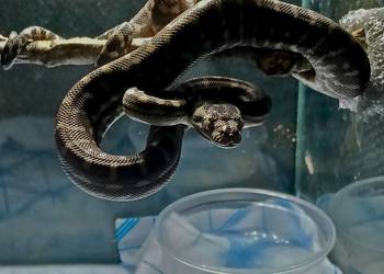 Morelia bredli