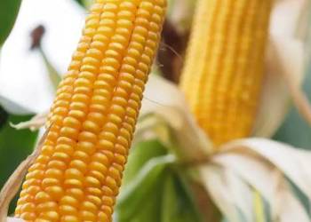 Kukurydza DANUBIO + Opti 10+1 gratis