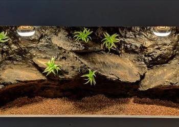 Terrarium hodowlane dla gekona lamparciego żółwia greckiego