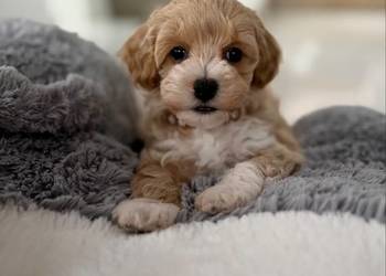 Maltipoo piękny chłopiec