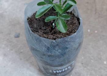Citrus cytrus Carrizo mrozoodporny