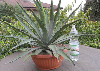 Odhodowana ponad 10 letnia agawa - agave xylonacantha vittata