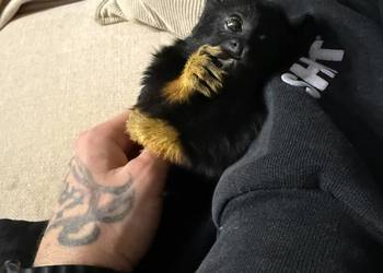 Małpka Tamaryna złotoręka samiczka