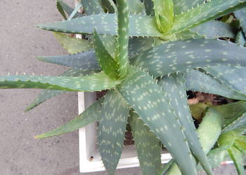 Aloes który zdobi i leczy - aloe maculata All. - 4 letnie