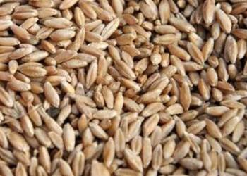 Sprzedam jęczmień jary, owies jary i pszenżyto ozime