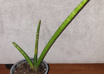 Sansewieria cylindryczna nr 2, wysokość 29cm