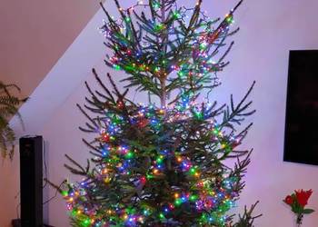 Choinka świerk możliwość dostawy