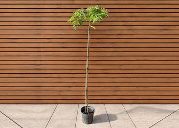 Glediczja trójcierniowa 'Emerald Cascade', szczep. 150-170 cm