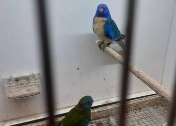 Łąkówki wspaniałe I lilianki