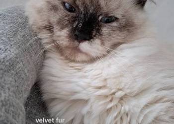 Kotka neva masquerade syberyjska szylkret