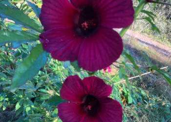 KETMIA KONOPIOWATA Hibiscus cannabinus  - NASIONA 100g
