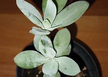Starzec Cefalofora Senecio cephalophorus nr 2, sukulent