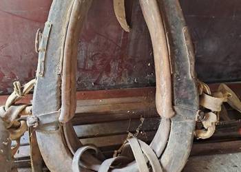 homonta dla konia , stare !