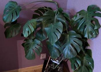Monstera olbrzymia