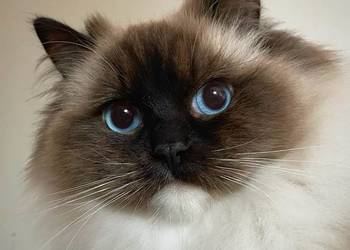 przepiękny kocurek ragdoll rodowód FPL kocur