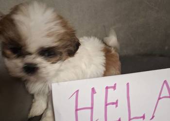 Shih tzu z wielopokoleniowym rodowodem