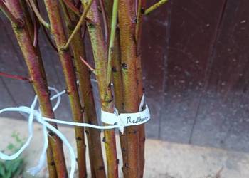 Sprzedam zdrowe, silne sadzonki drzewek owocowych.